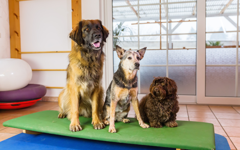 Pension éducative pour chien