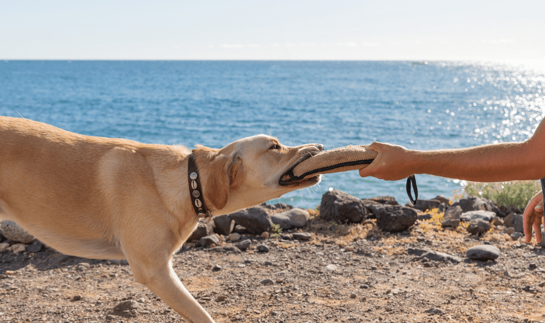 dresseur de chiens rabat