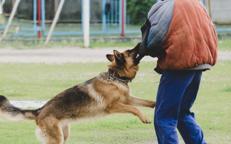 Dressage de chien au mordant