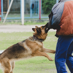 Dresseur de chiens Rabat
