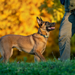 Dresseur de chiens Rabat