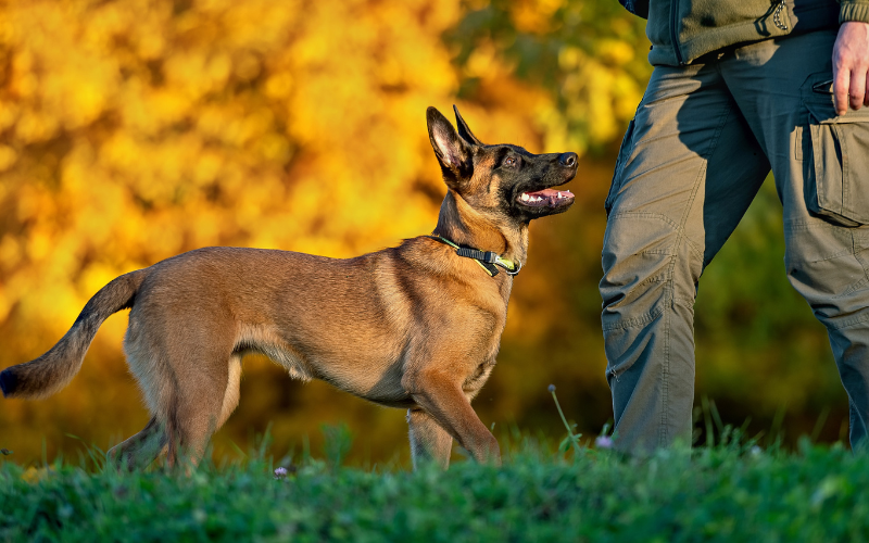 dresseur de chien
