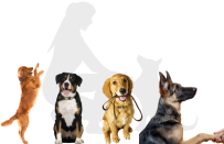 dresseur de chien