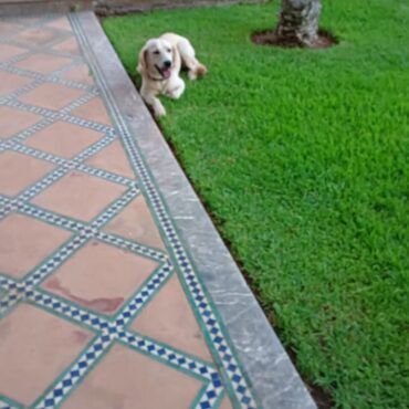 Dresseur de chiens Rabat