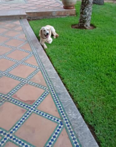 Dresseur de chiens Rabat