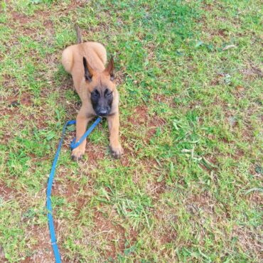 Dresseur de chiens Rabat