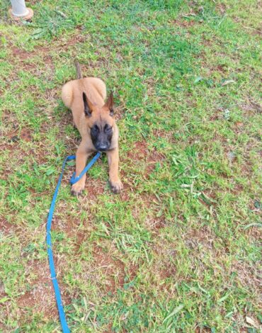 Dresseur de chiens Rabat