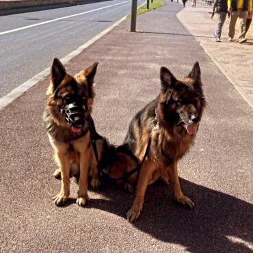 Dresseur de chiens Rabat