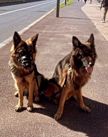 Dresseur de chiens Rabat
