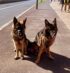 Dresseur de chiens Rabat
