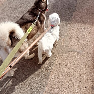 Dresseur de chiens Rabat