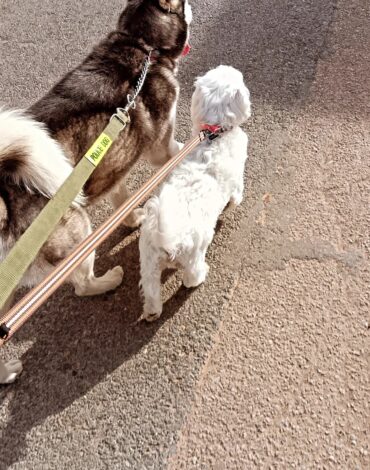 Dresseur de chiens Rabat
