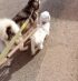 Dresseur de chiens Rabat