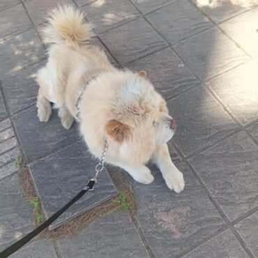 Dresseur de chiens Rabat