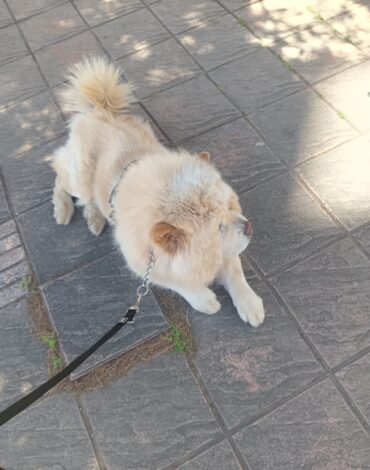 Dresseur de chiens Rabat