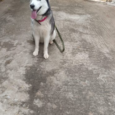 Dresseur de chiens Rabat