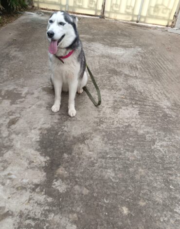 Dresseur de chiens Rabat