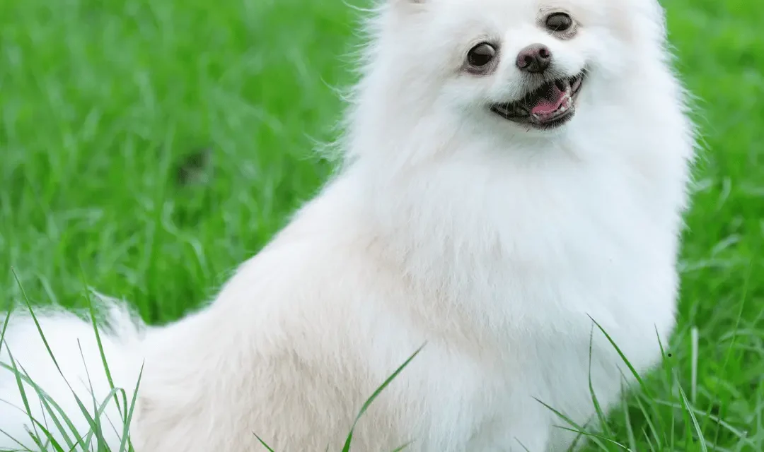 Royal Canin