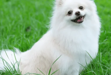 Royal Canin