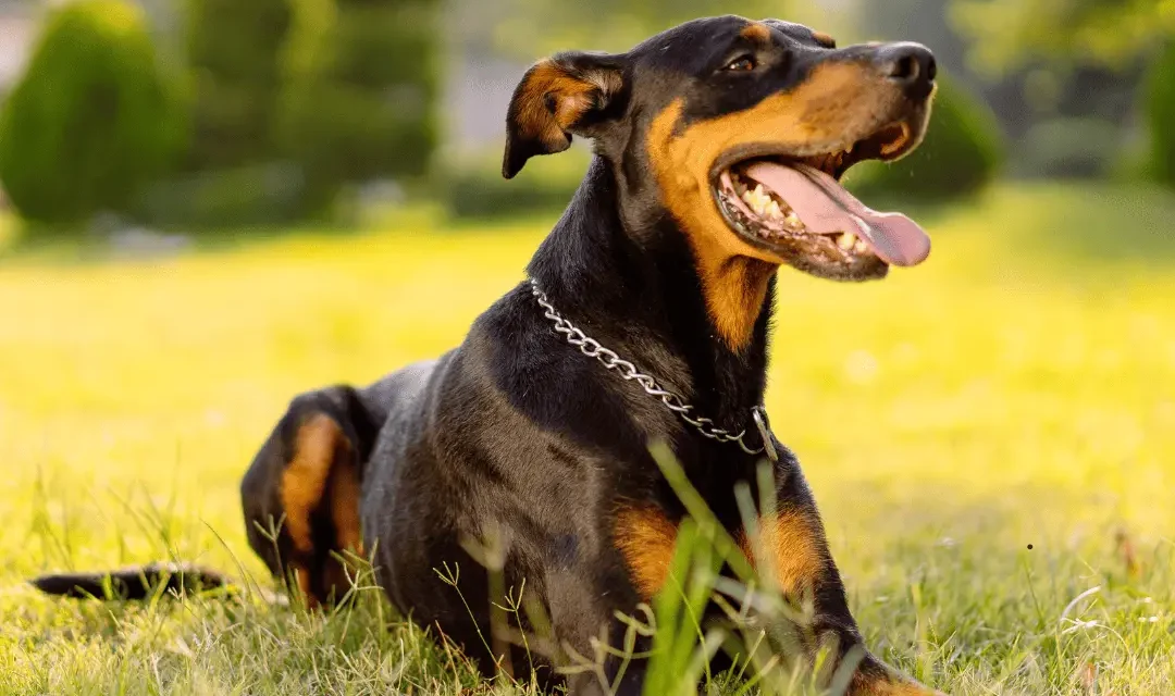 doberman