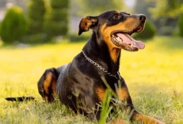 doberman