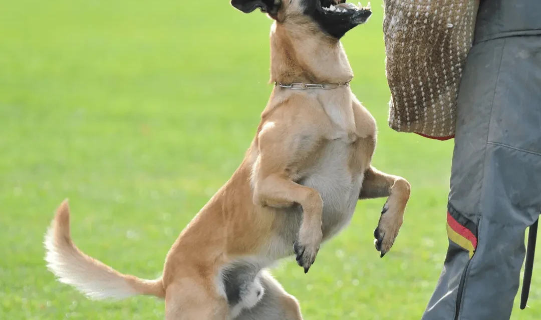 chien malinois