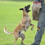 chien malinois
