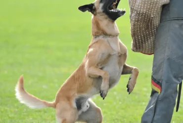 chien malinois