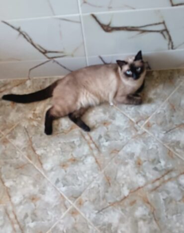 dresseur de chiens rabat